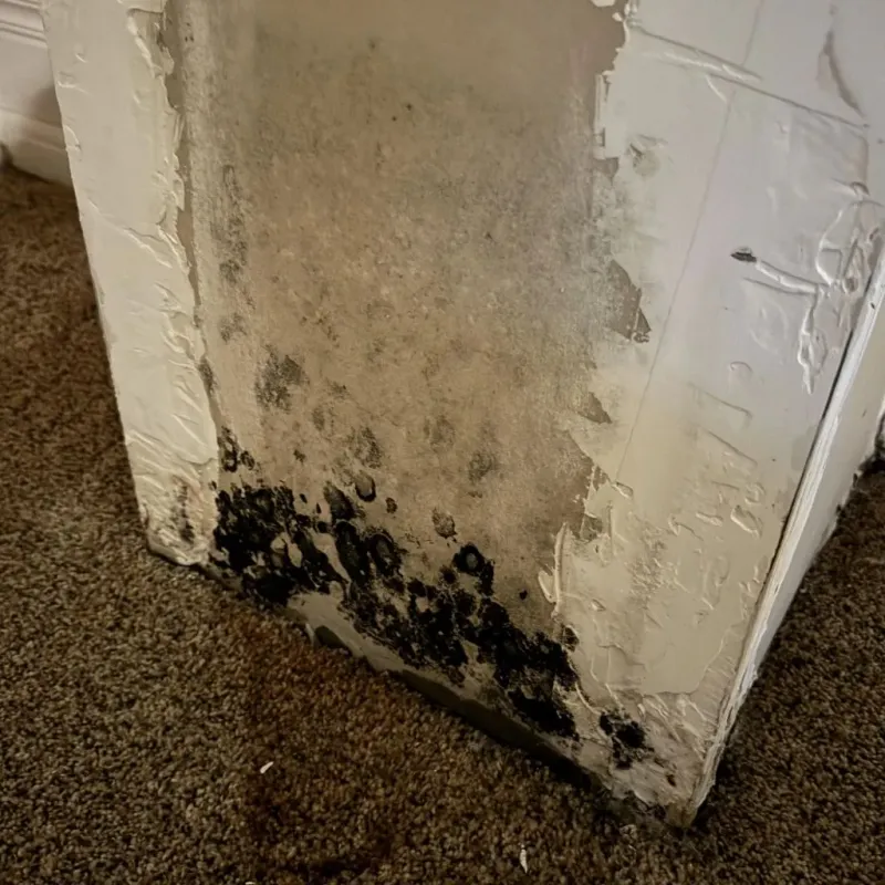 Professional Mold Removal in Mount Vernon, TX